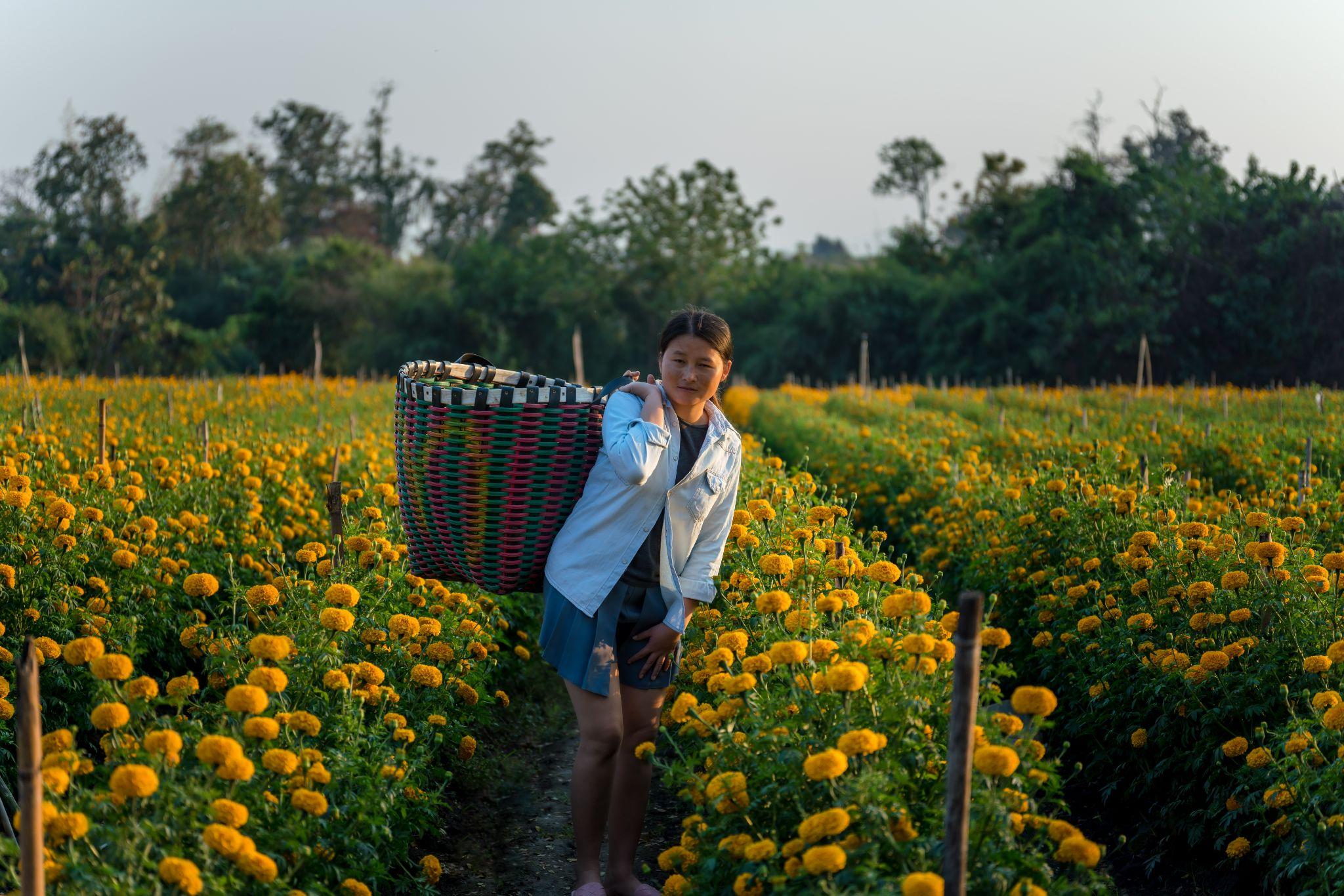 What distinguishes Vietnamese chrysanthemum cultivation